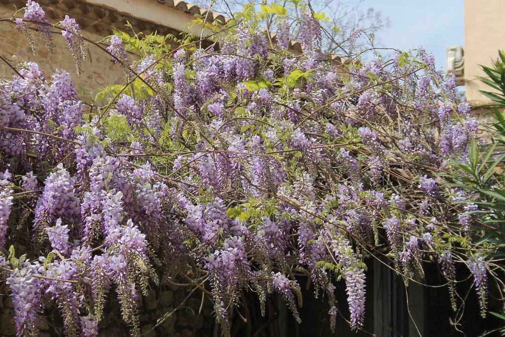 La Rose Bed & Breakfast Saint-Gervasy Ngoại thất bức ảnh